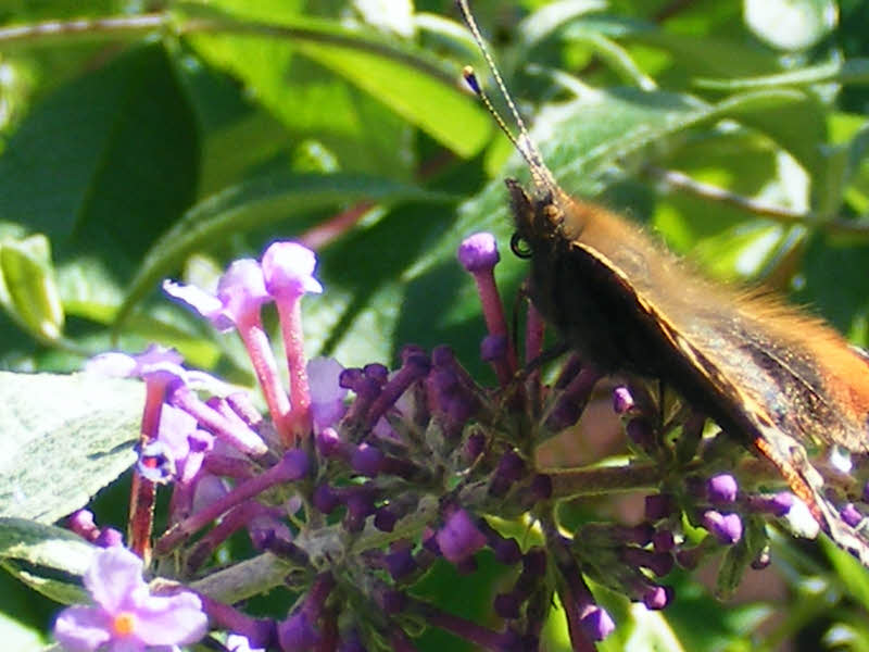 Red Admiral, Staffordshire (2 of 4) 