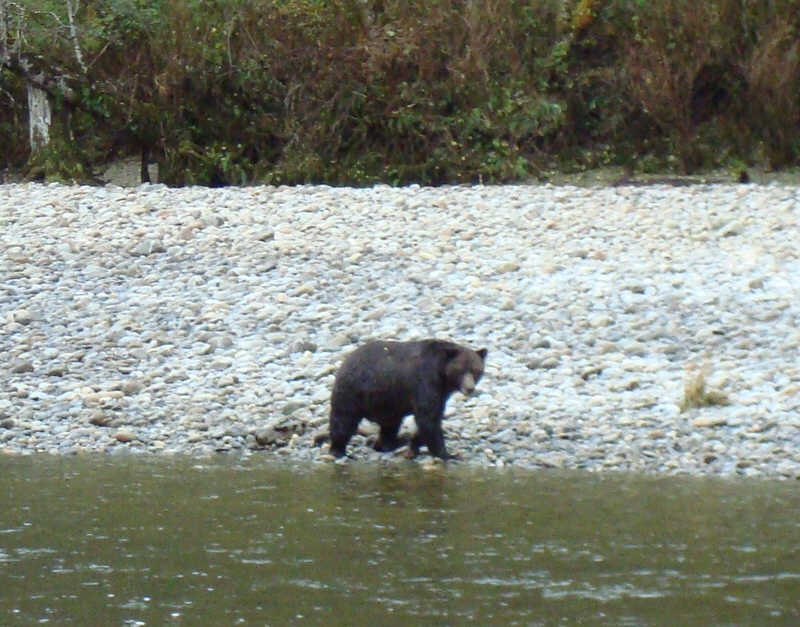 Grizzly Bear on River Bank (2)