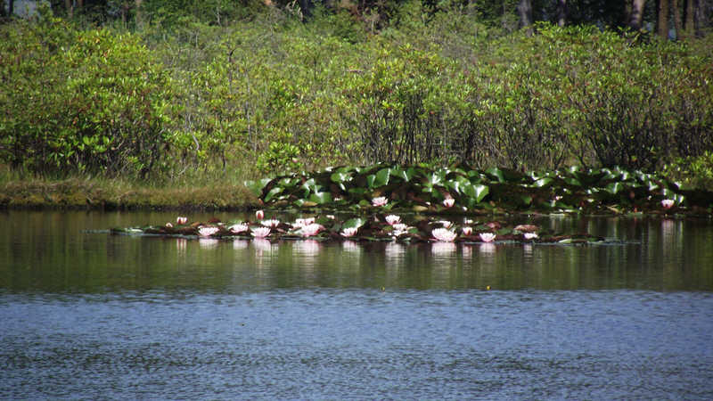 Lillies on Muncaster Tarn