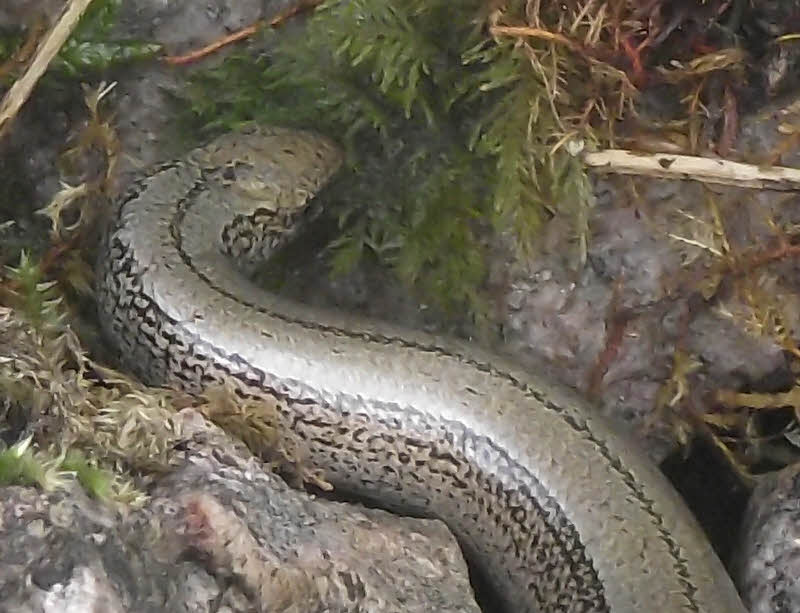 Slow Worm's Head 