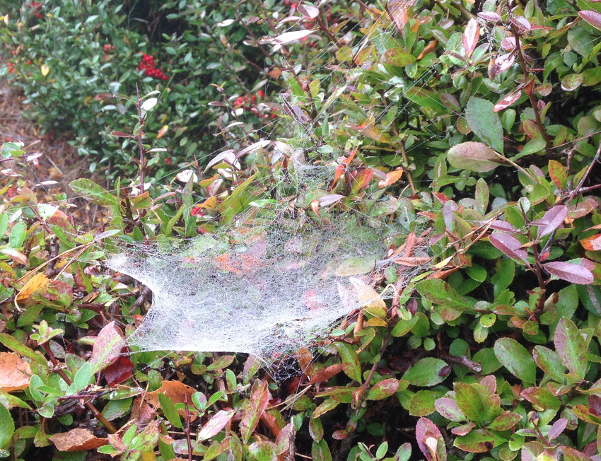 Sheet Web (1)