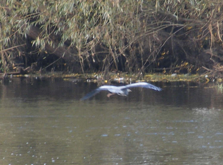 Grey Heron gliding in to land