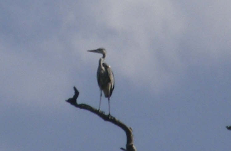 Grey Heron on tree top