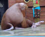 Walrus (3 of 4)