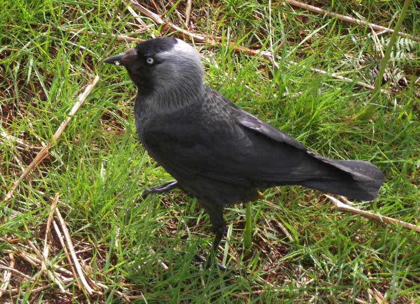 Jackdaw on Ground (1 of 2) 
