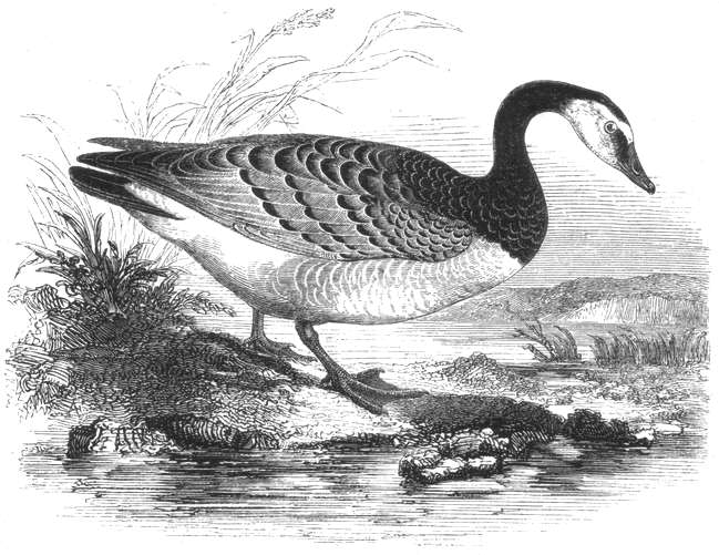 Barnacle Goose (Branta leucopsis)