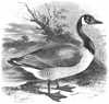 Canada Goose 