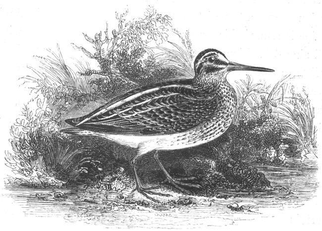 Jack Snipe