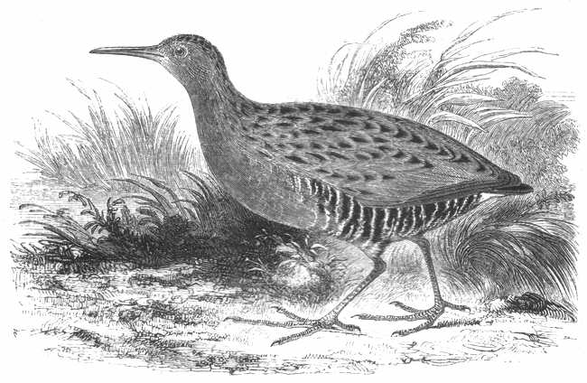 Water Rail (Rallus aquaticus) 